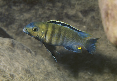 Petrotilapia genalutea 'Pombo Rocks'